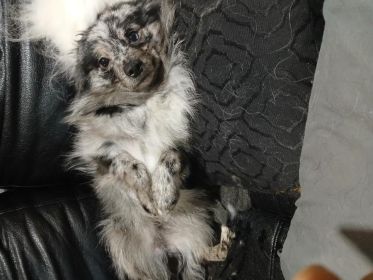 2 MALE BLUE MERLE PUREBRED POMERANIAN PUPPIES 