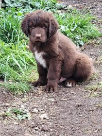 NEWFOUNDLAND PUPPIES