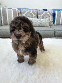 TOY COCKAPOO PUPPIES 
