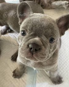 LILAC FRENCH BULLDOG PUPPIES