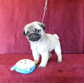 10 WEEK OLD AKC PUG PUPPIES