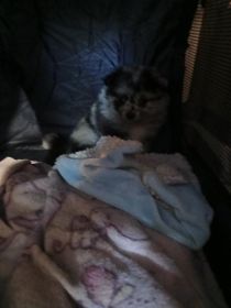 6 WEEK OLD PUREBRED POMERANIANS