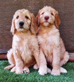 SWEET GOLDEN DOODLES
