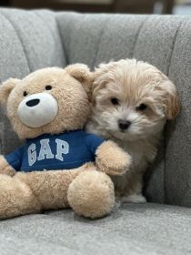 MALTIPOO PUPPIES