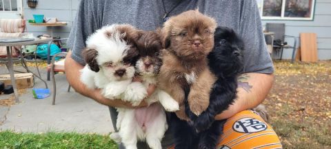MALSHIPOO PUPPIES 