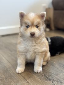 BLUE-EYED POMSKY PUPPIES