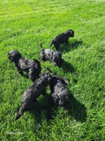 AKC STANDARD POODLES 