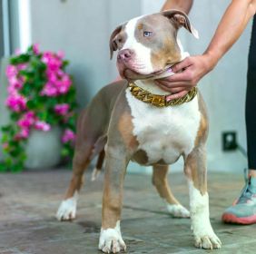 PUREBRED XL & XXL AMERICAN BULLIES FOR SALE & REHOMING