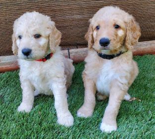 ADORABLE GOLDENDOODLE PUPPIES