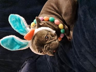 AKC MALE FRENCH BULLDOG