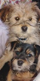 CAIRN TERRIER YORKIE PUPPIES