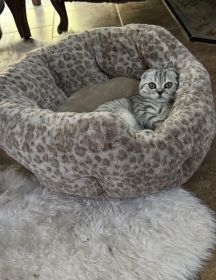 PUREBRED MALE SCOTTISH FOLD
