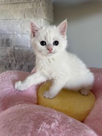 BRITISH KITTENS 