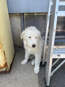 GREAT PYRENEES/ ANATOLIAN GUARD PUPS