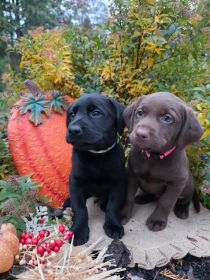 AKC LABRADOR RETRIEVERS