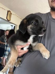 ANATOLIAN SHEPHERD/ LAB MIX PUPPIES