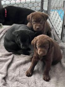 SIX LABRADOR PUPPIES 