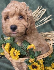 COCKAPOO & MINIATURE POODLE PUPPIES!