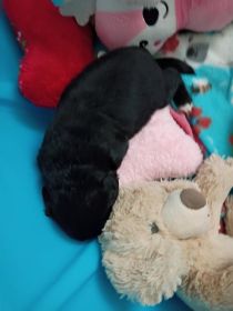 YORKIE/ POMCHI CROSS