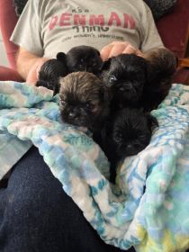 SHIH TZU PUPPIES