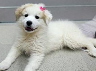 PUREBRED GREAT PYRENEES PUPPIES COMING SOON!