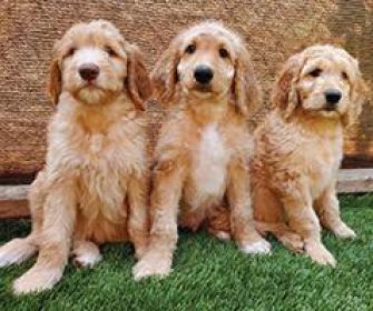 SWEET GOLDEN DOODLES