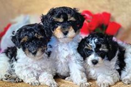 AKC MINIATURE POODLE PUPPIES