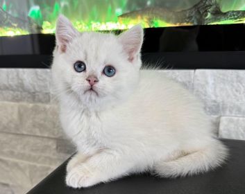 BRITISH KITTENS 