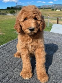 DOODLE PUPPIES