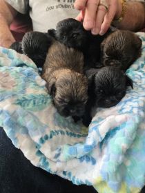 SHIH TZU PUPPIES