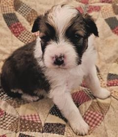 CHOCOLATE AUSSIE/ RED HEELER PUPPIES