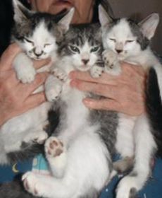 10 SWEET PLAYFUL ADORABLE KITTENS