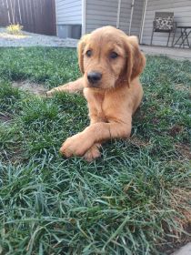 AKC GOLDEN RETRIEVERS