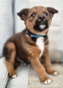 AKC CHOCOLATE AUSSIE SIRE