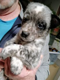 HEELER PUPPIES