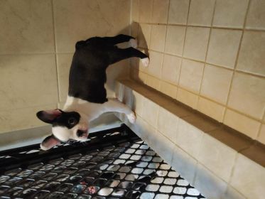 BOSTON TERRIER PUPPIES AKC 10 WEEKS