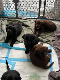 SIX LABRADOR PUPPIES 