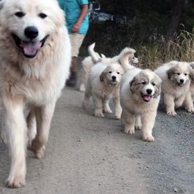 PUREBRED GREAT PYRENEES PUPPIES COMING SOON!