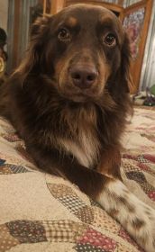 CHOCOLATE AUSSIE/ RED HEELER PUPPIES