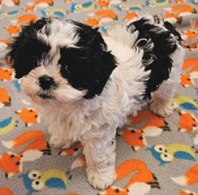 SHICHON PUPPIES
