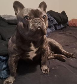 AKC MALE FRENCH BULLDOG