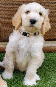 ADORABLE F1B GOLDENDOODLES
