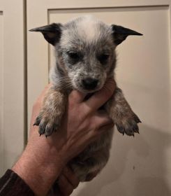 HEELER PUPPIES, FANTASTIC FAMILY DOGS