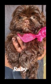 RARE GREEN EYED SHIH TZU PUPPIES