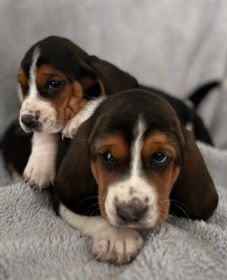 BASSET PUPPIES