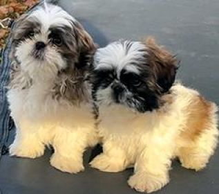SHIH TZU PUPPIES 