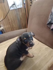 CHIWEENIE MIX PUPPIES