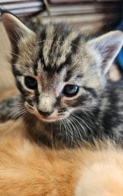 8 WEEK OLD KITTENS