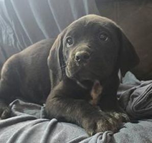 CANE CORSO/ BLUETICK CROSS $650