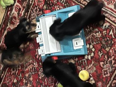 THREE YORKIE PUPPIES